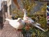 Australian dove